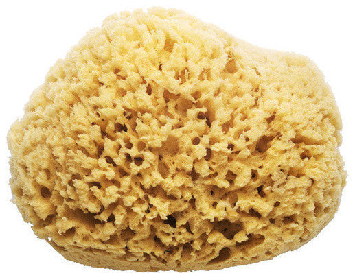 Aegean Sponge Company – Sea Wool Sponge